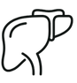 Liver Fibroscan / Elastography Liver Fibroscan / Elastography